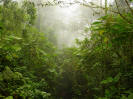 Bosque