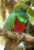 Quetzal
